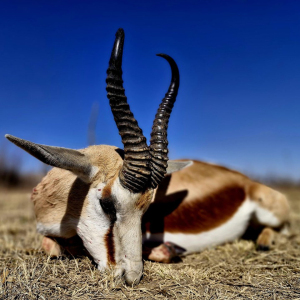 roger-berger-safaris-hunting-Plain-game