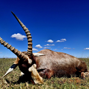 roger-berger-safaris-hunting-Plain-game2