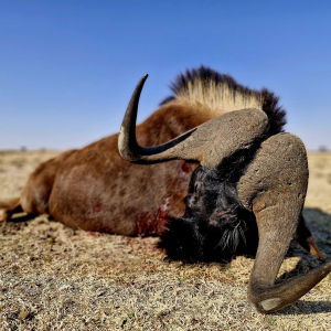 roger-berger-safaris-hunting-Plain-game3